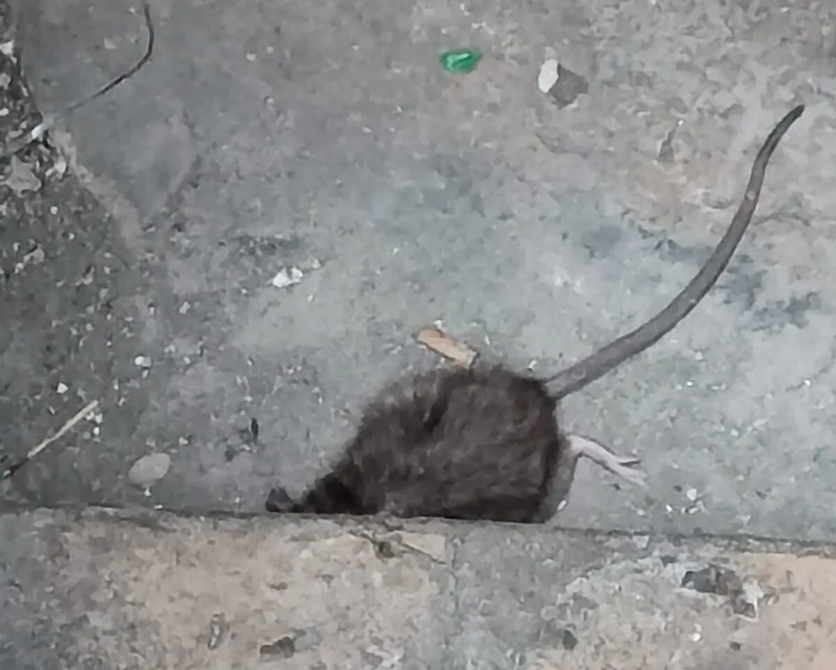 Rat mort dans un mur - odeur pestilentielle