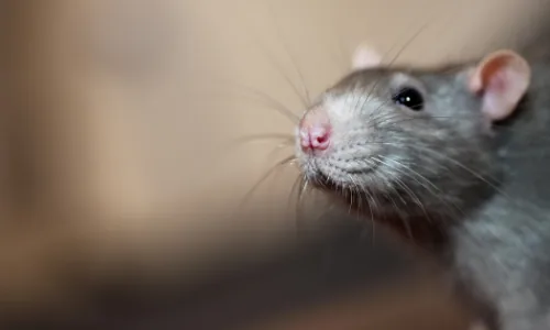 Rat brun (surmulot) photographié de près dans le Val-de-Marne