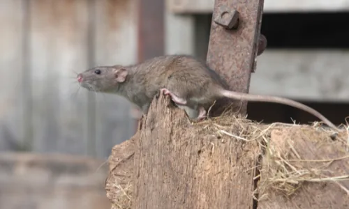 Rats dans un grenier - dératisation rats et souris Val-de-Marne