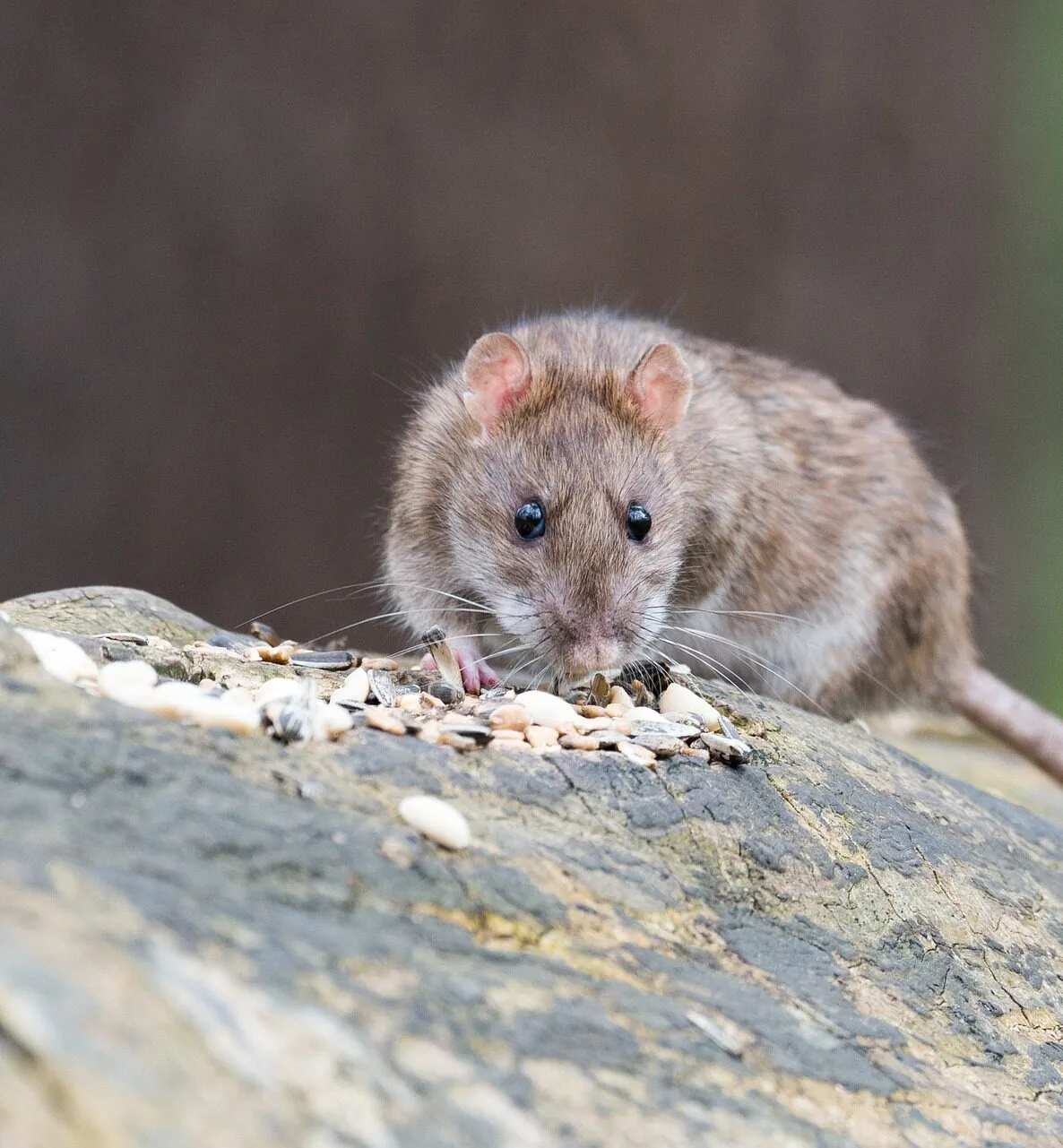 Souris sur une pierre - dératisation professionnelle 94